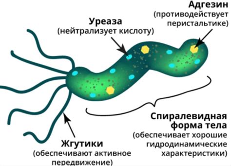 Передача хеликобактер пилори через поцелуй