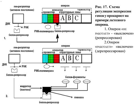 Перекомбинация и активация генов