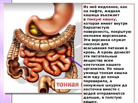 Перемещение в тонкую кишку