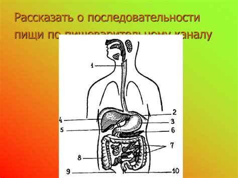 Перемещение пищи по пищеварительному тракту