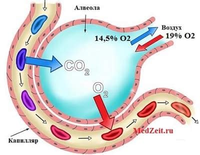 Перенос кислорода и углекислого газа