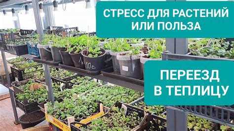 Перенос растений в рассадник или теплицу