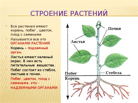 Перепад температуры между надземными и подземными органами растений