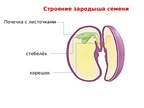 Переросший корешок