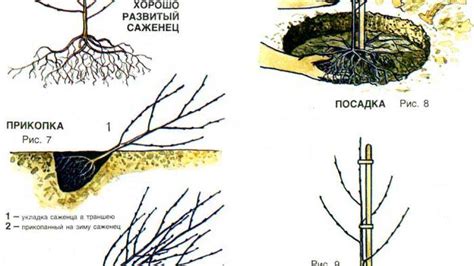 Пересадка поросли вишни: когда и как это делать