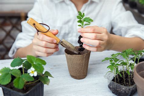 Пересадка растения на открытый грунт