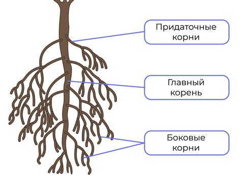 Перетяжка корней