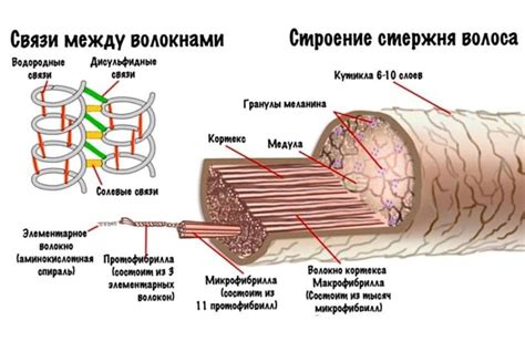 Переходные волосы и их роль в седении волос