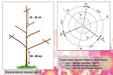 Периодическая обрезка и формирование кроны