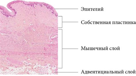 Периоды гормональных изменений и сухость влагалища