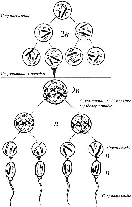 Период размножения