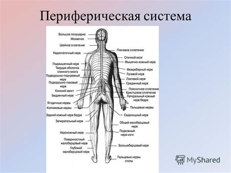 Периферическая нервная система: почему мы не чувствуем внутренние органы?