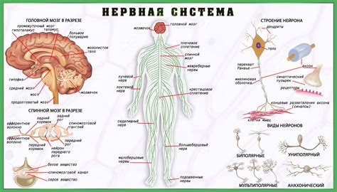 Периферическая нервная система: связь с органами и тканями