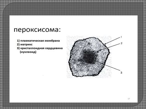 Пероксисомы - "очистители" клетки