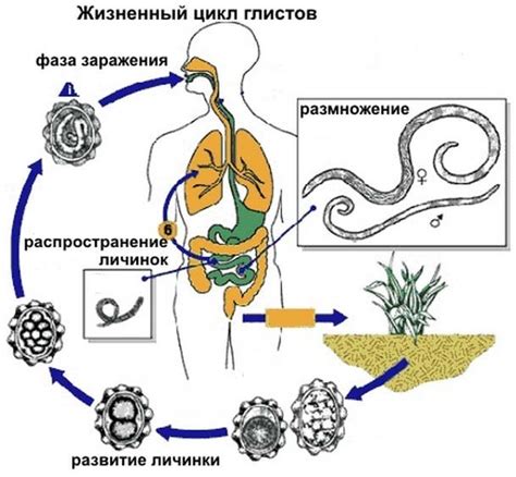 Пероральный путь передачи глистов