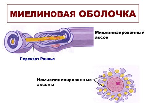 Перспективы восстановления миелиновой оболочки нерва