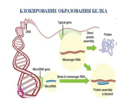 Перспективы исследований в области микро РНК