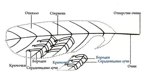 Перья и пушистый хвост - важные детали