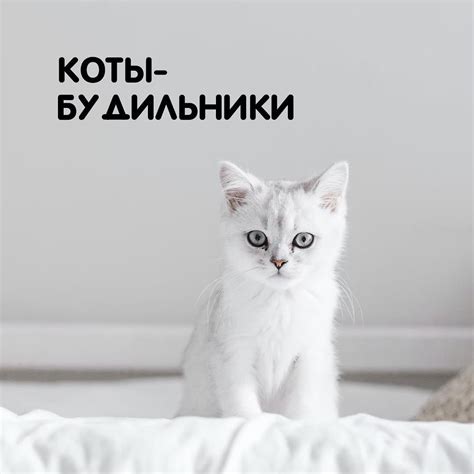 Печальные причины, почему коты мяукают хриплым голосом