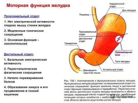 Пиковая активность желудка