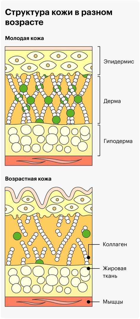 Питание и его роль в восстановлении кожи