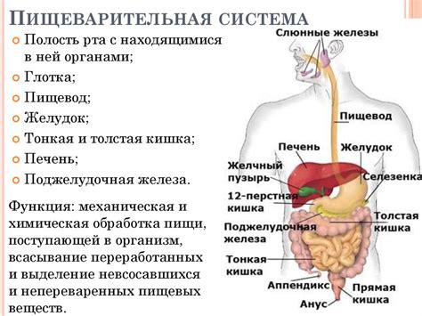 Питание и пищеварительная система