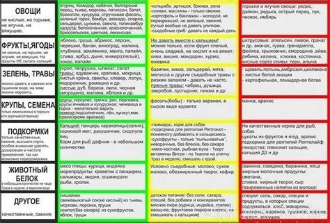 Питание и рацион ахатины в домашних условиях