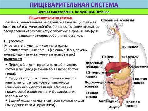 Питание и система пищеварения