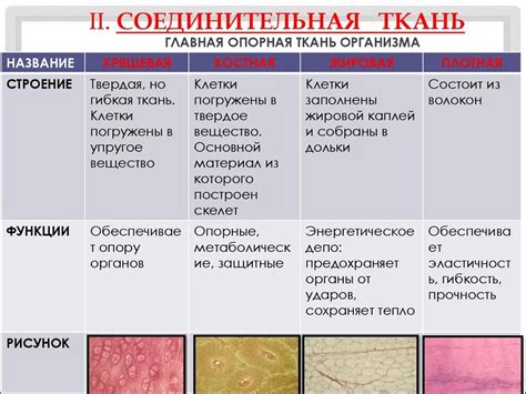 Питание и состояние соединительной ткани