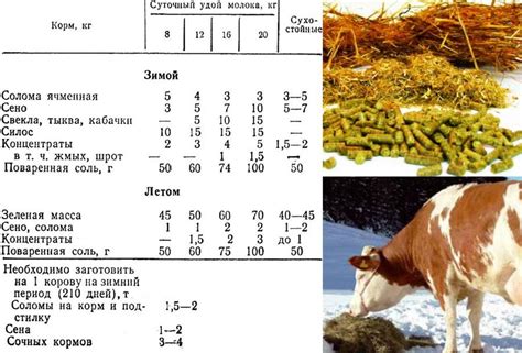Питание коровы и ее рацион