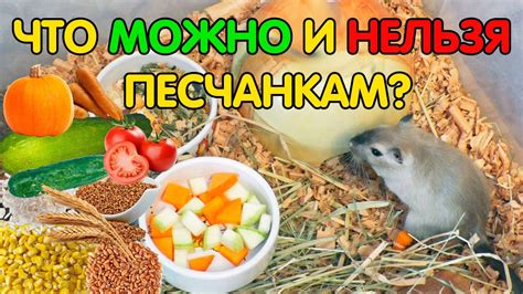 Питание щегла: что можно и нельзя давать