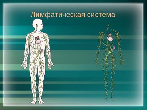 Питьевой режим при очищении лимфатической системы