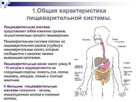 Пищеварительная система: общая информация