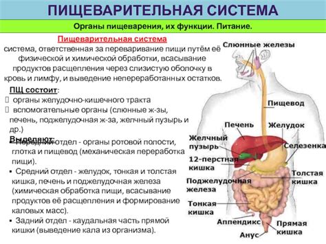 Пищеварительная система и питание скорпионов