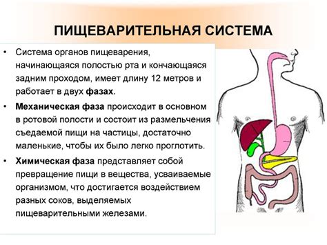 Пищеварительная система и полезные вещества