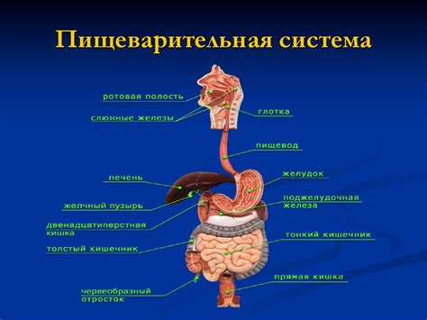 Пищеварительная система младенца