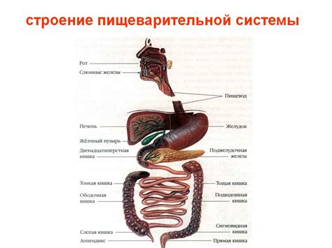 Пищеварительная система нарушается