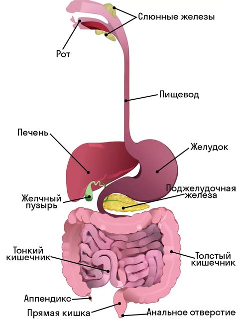 Пищеварительная система ребенка