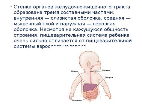 Пищеварительная система у младенцев