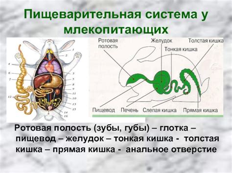 Пищеварительная система у позвоночных: