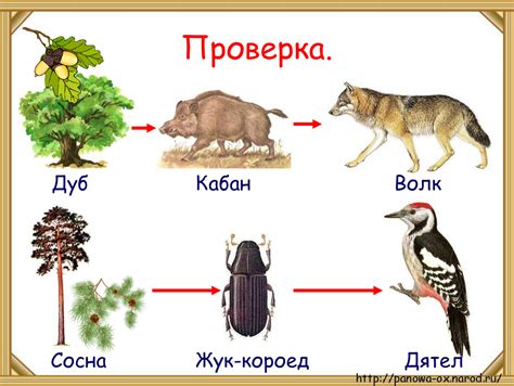 Пищевая цепочка северного оленя