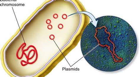 Плазмиды
