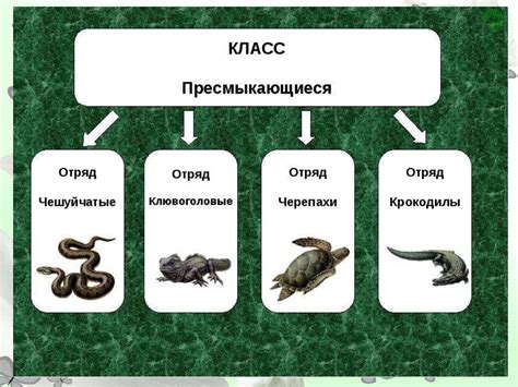 План информационной статьи о проекте по биологии о животных для 5 класса