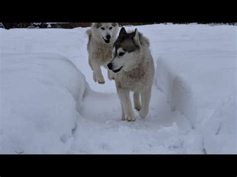 Плетение лап и головы хаски