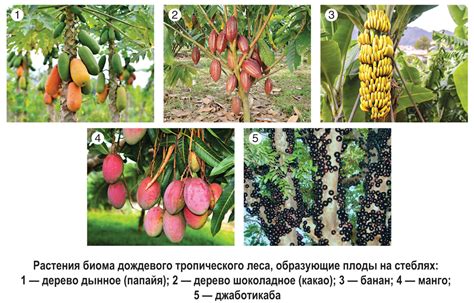 Плоды тропических лесов