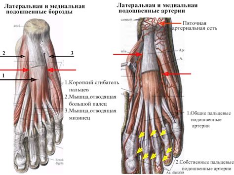 Плоские подошвенные борозды и трещины