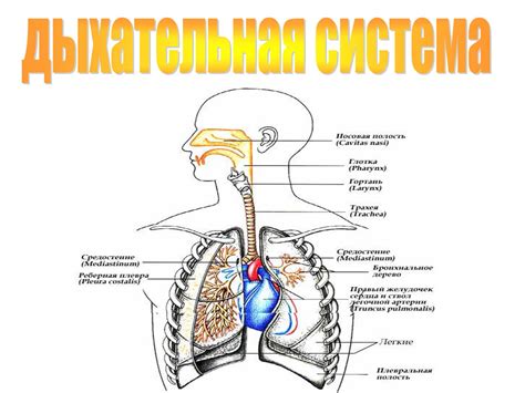 Плохая дыхательная система