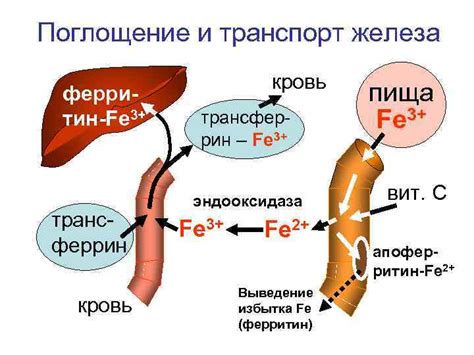 Плохое поглощение железа