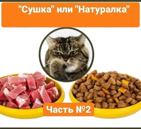 Плюсы и минусы кормления котенка вареной курицей