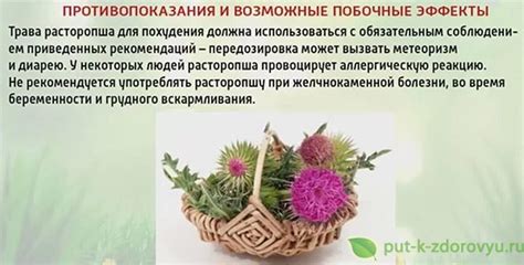 Побочные эффекты от употребления расторопши: